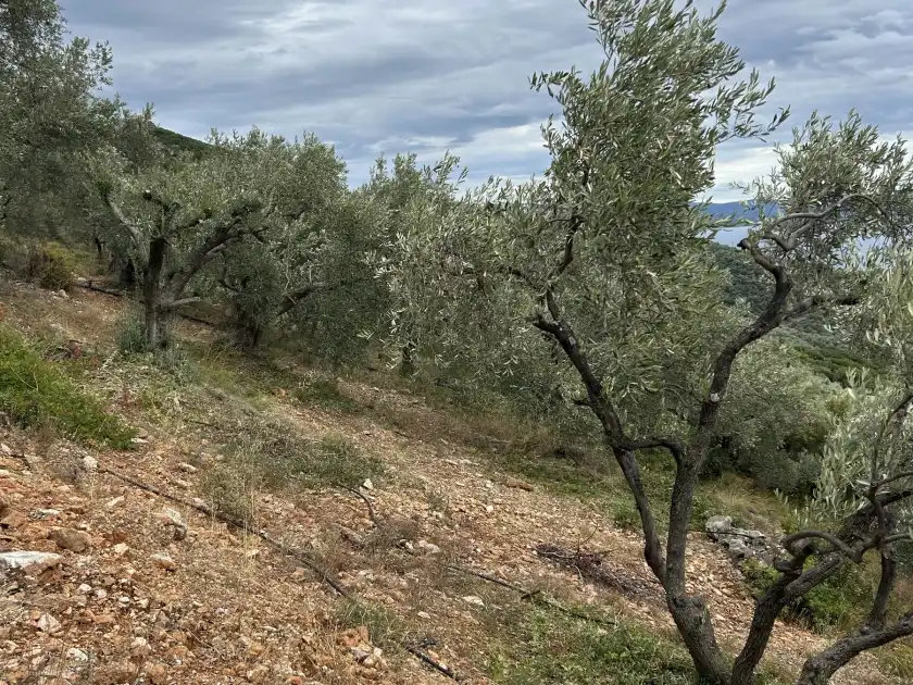 Ελαιώνας σε πλαγιά του Πηλίου με καθαρό έδαφος γύρω από τα δέντρα