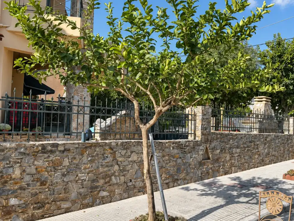 Το ίδιο δέντρο μετά το κλάδεμα, με αραιωμένη και ισορροπημένη κόμη