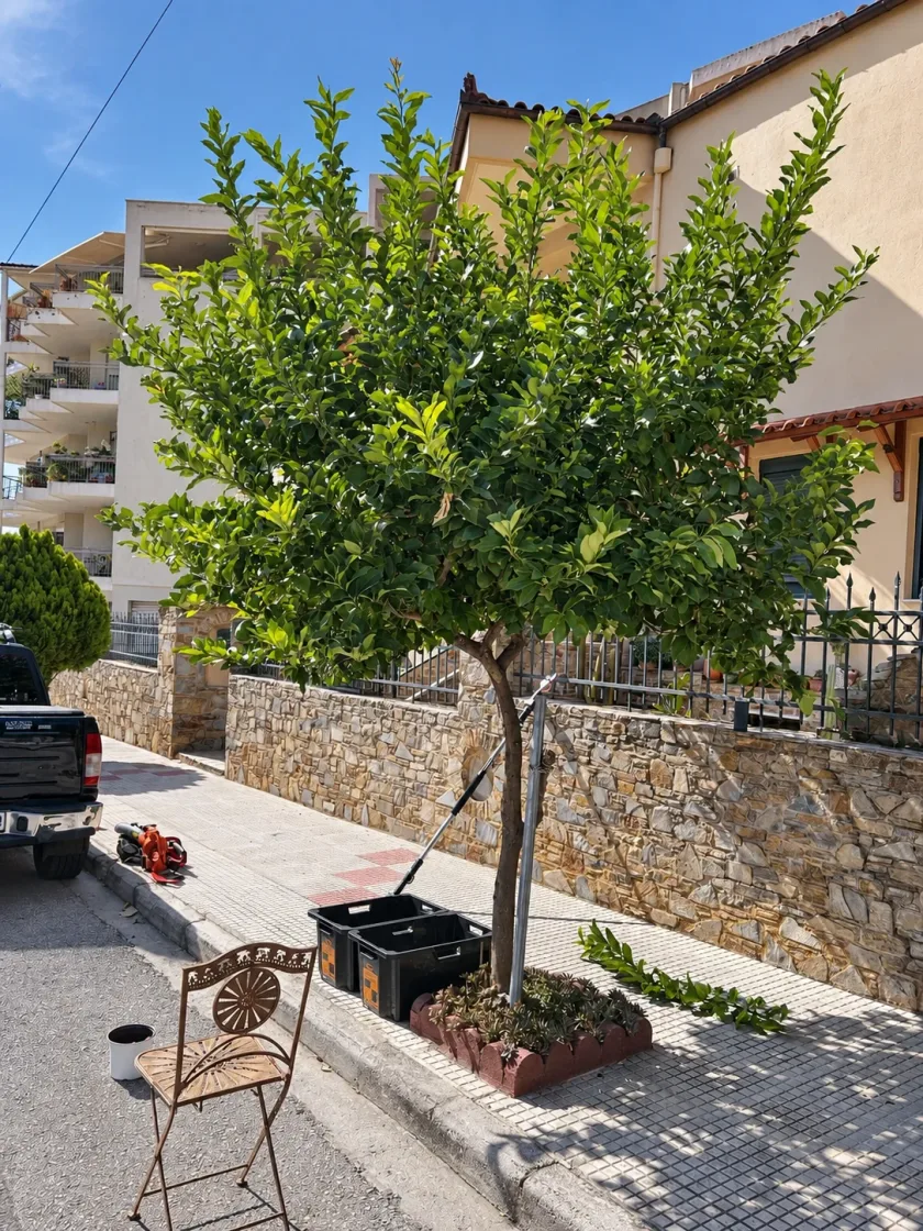 Δέντρο σε πεζοδρόμιο του Βόλου πριν το κλάδεμα, με πυκνή κόμη