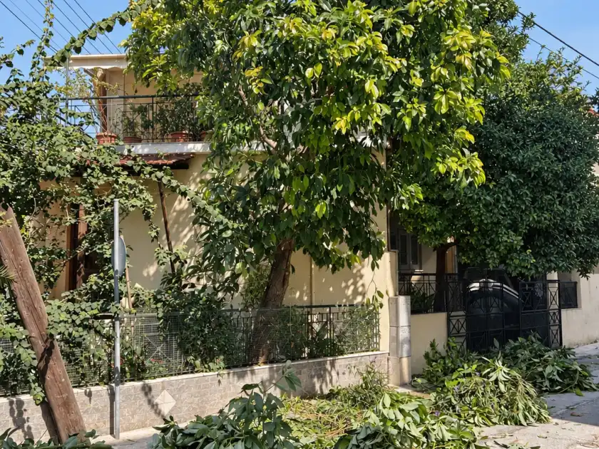 Τα ίδια δέντρα μετά το κλάδεμα, αραιωμένα και μακριά από τα καλώδια