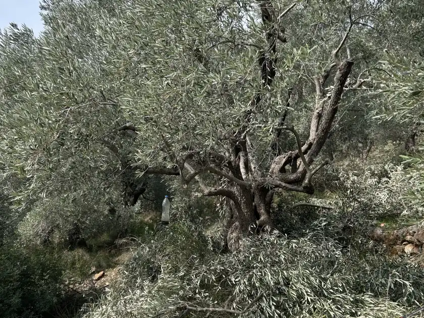 Αιωνόβια ελιά στο Πήλιο μετά το κλάδεμα, με τα κομμένα κλαδιά στο έδαφος