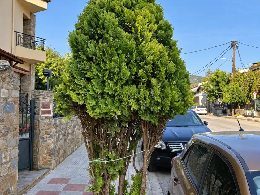 Το ίδιο κωνοφόρο μετά το κλάδεμα μορφοποίησης, σε στενό, καθαρό σχήμα