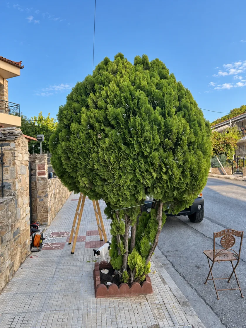 Κωνοφόρο δέντρο σε πεζοδρόμιο του Βόλου πριν τη μορφοποίηση